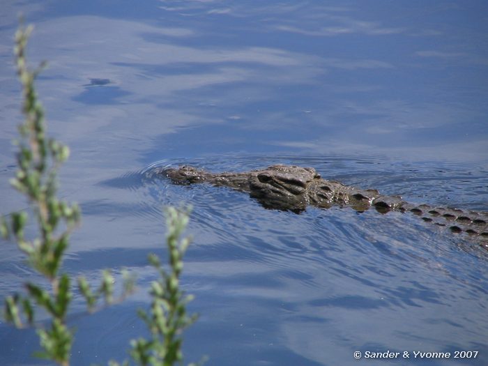 Krokodil vlak voor het restaurant op de campsite Livingstone