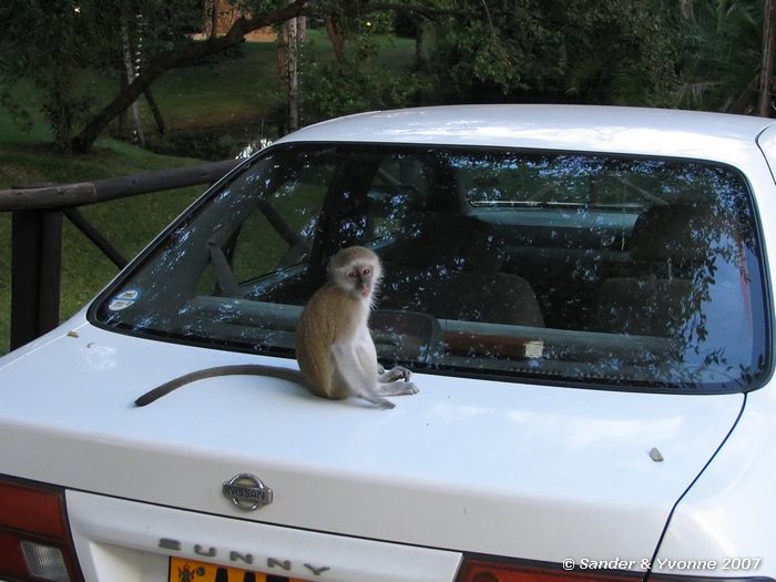 Aapje op de campsite