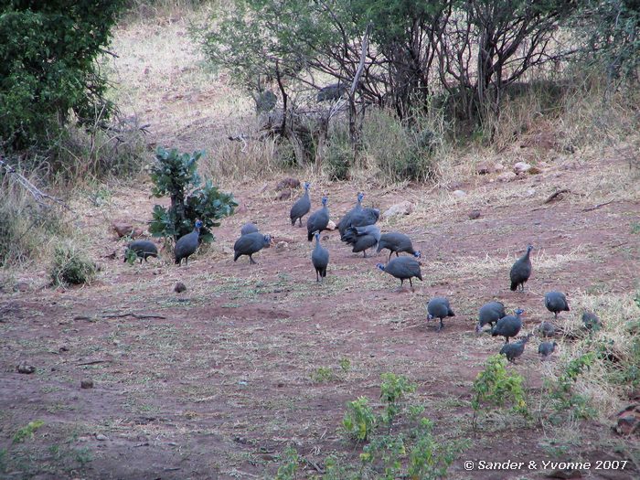 Groep helmparelhoenders op de oever van de Chobe rivier