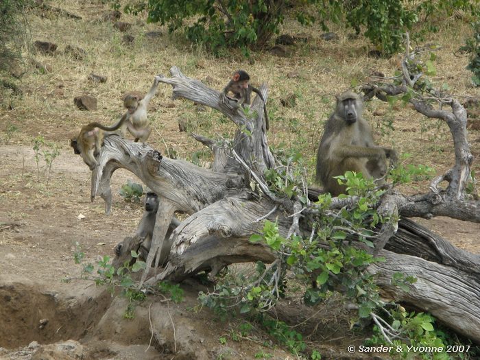 Jonge bavianen onder toezicht