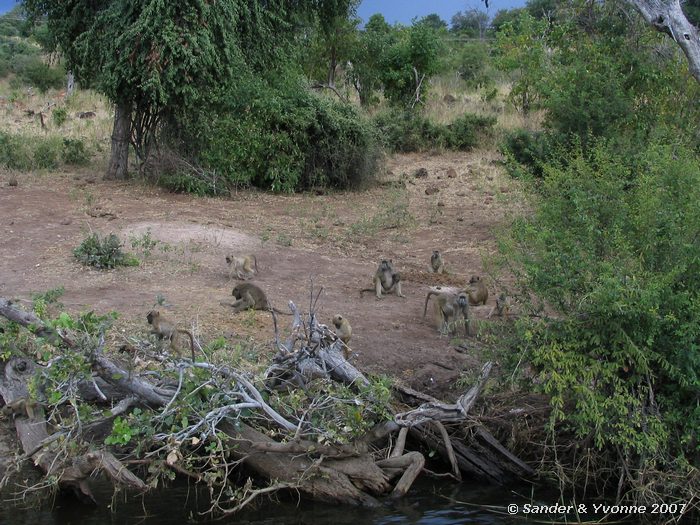 Groep bavianen op de oever van de Chobe rivier