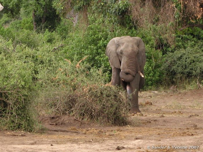 Op de oever van de Chobe