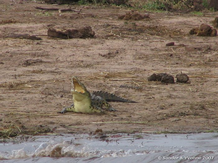 Of dreigen? Een krokodilletje laat zijn tanden zien