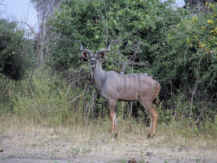 Een Kudu-mannetje in Chobe