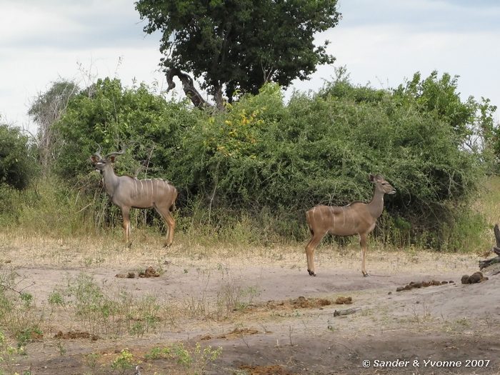 Kudu paartje op de oever van de Chobe