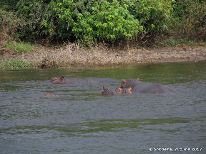 Groep nijlpaarden in de Chobe rivier