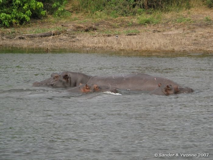 Groep nijlpaarden in de Chobe rivier