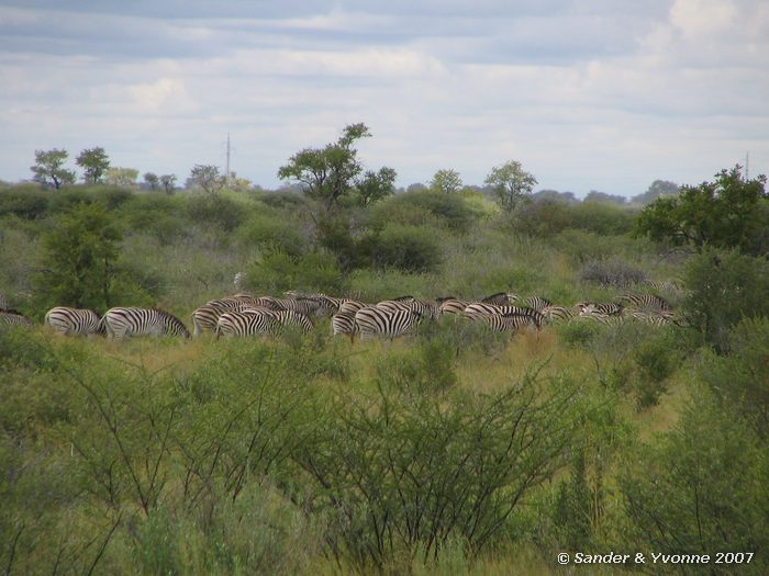 Kudde Burchells zebras langs de weg tijdens doorreis door het Nxai pan park