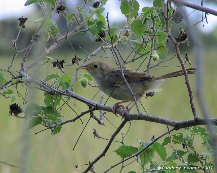 Of prinia bij campsite Okavangodelta