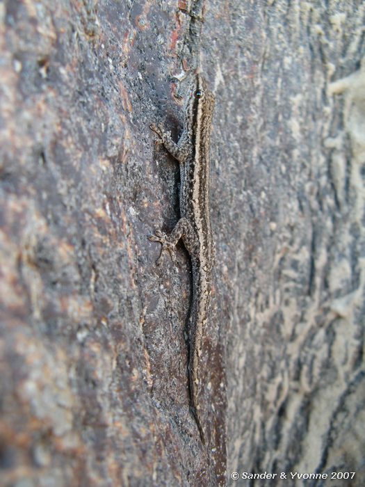 Op Baobab-boom in Okavangodelta