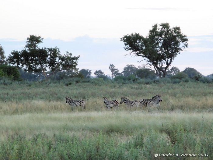 Kleine kudde zebras in de Okavangodelta