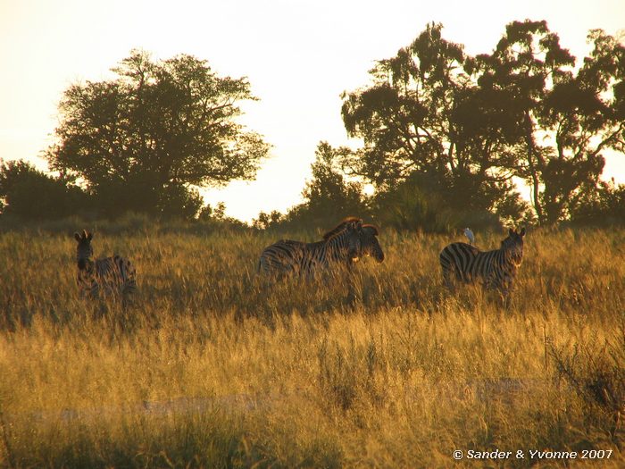 In de Okavangodelta