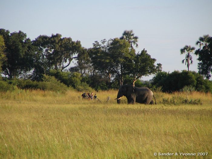 Olifant komt erg dichtbij de andere wandelgroep
