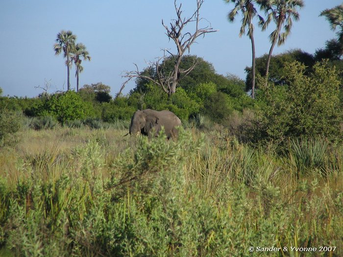 Olifant in de Okavangodelta