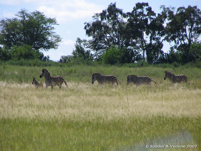 Ook op de terugweg stonden de zebras er nog