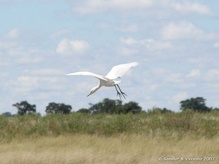 In de Okavangodelta