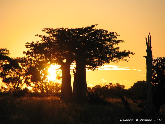 Ochtendwandeling door de Okavangodelta