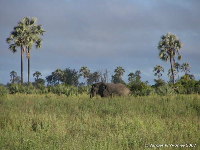 Olifant kruist ons pad in de Okavangodelta