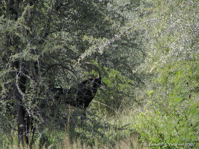 In verdedigende houding in Mahango NP