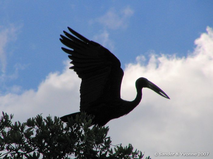 Ooievaar aan de oever van de Okavango rivier