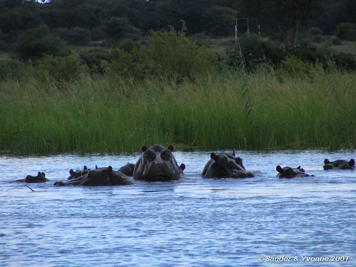 In de Okavango rivier