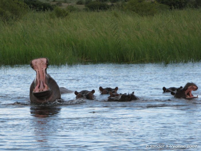Nijlpaarden in de Okavango rivier