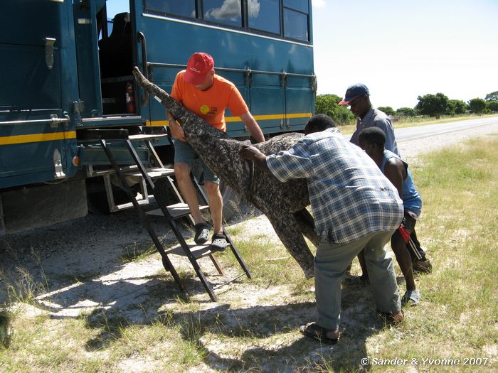 Jan koopt een olifant voor thuis