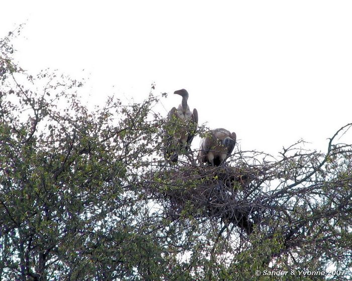 Witruggieren in Etosha NP