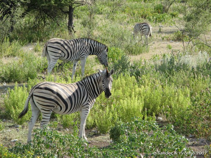 Burchells zebras in Etosha NP