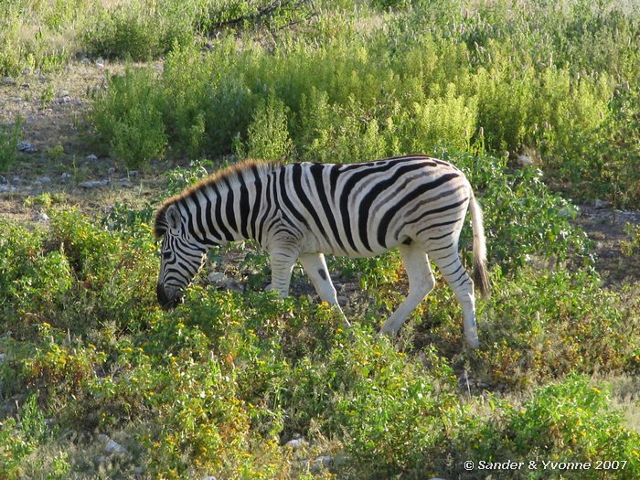 in Etosha NP