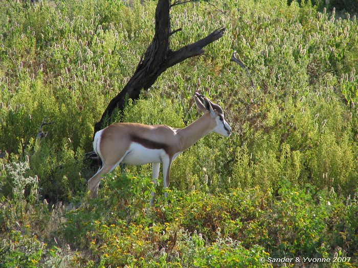 in Etosha NP