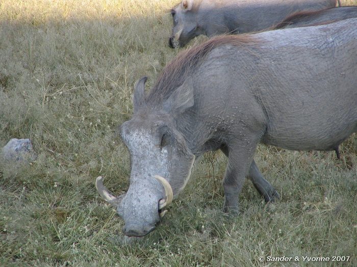 Wrattenzwijn met jongen bij Klein Namutoni in Etosha NP