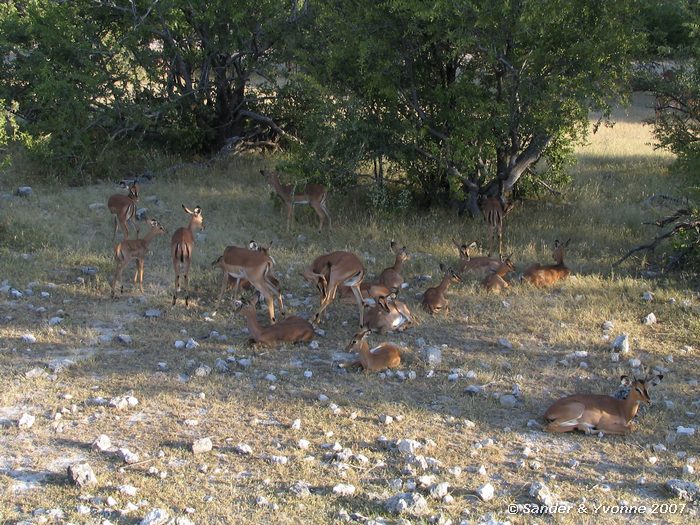 Impalas bij Klein Namutoni in Etosha NP
