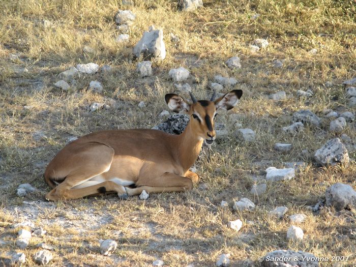 Jonge impala in Etosha NP