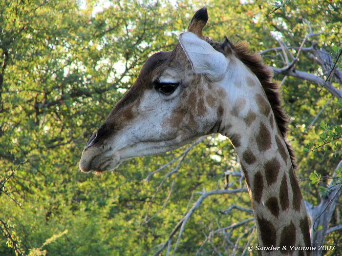 Dik-dik drive in Etosha NP