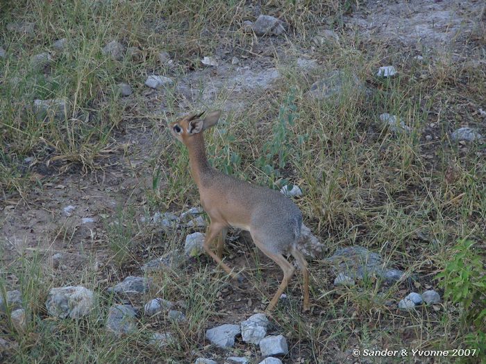 Dik-dik drive in Etosha NP