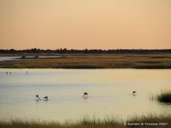 Flamingos in ondergelopen zoutpan in Etosha NP