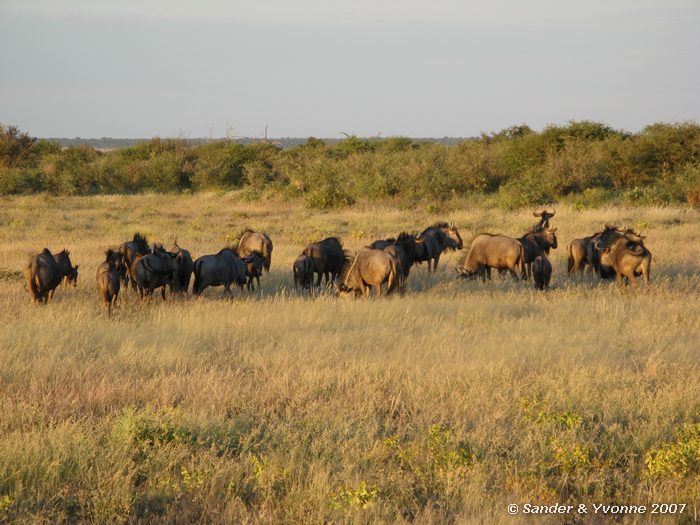 In Etosha NP