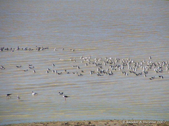 Kluten en steltkluten in Etosha NP