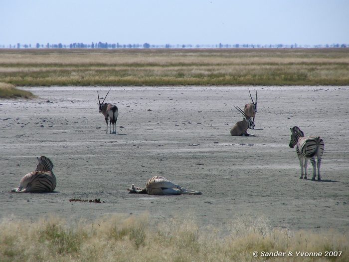 Op zoutpan in Etosha NP