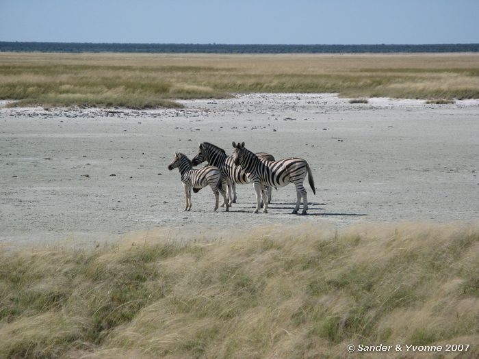 Op zoutpan in Etosha NP