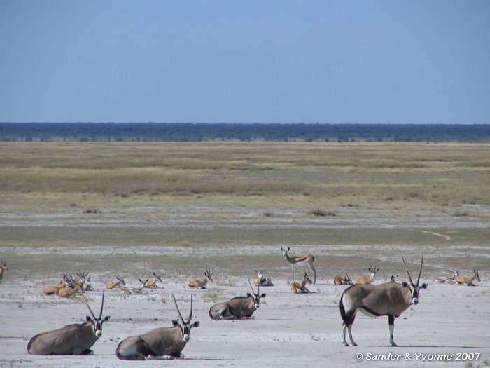Op zoutpan in Etosha NP