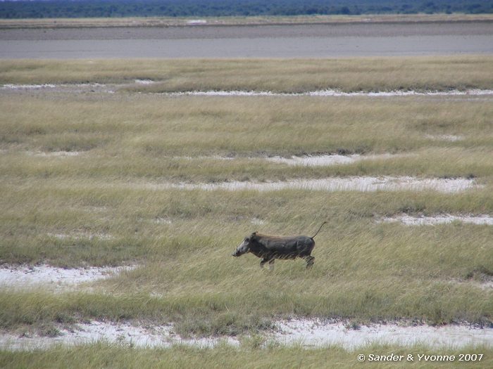 Wrattenzijn in Etosha NP