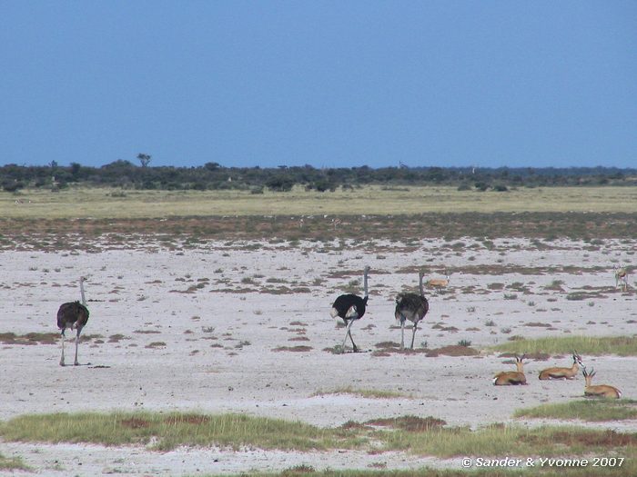 Struisvogels bij Twee Palms in Etosha NP