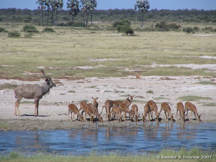 Bij Twee Palms waterhole in Etosha NP