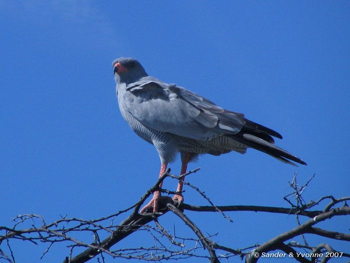 Zanghavik in Etosha NP