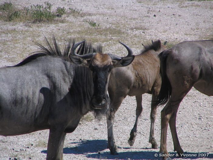 In Etosha NP