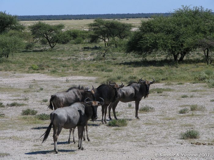 In Etosha NP