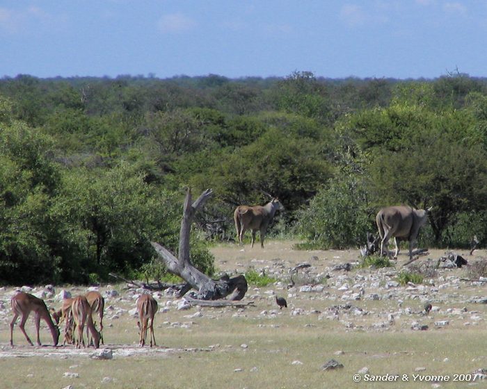 Bij Chudop waterhole in Etosha NP