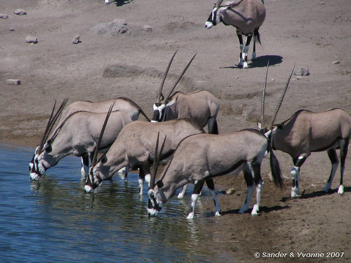 Bij Chudop waterhole in Etosha NP